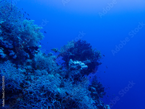 Diving in the Red Sea at Egypt