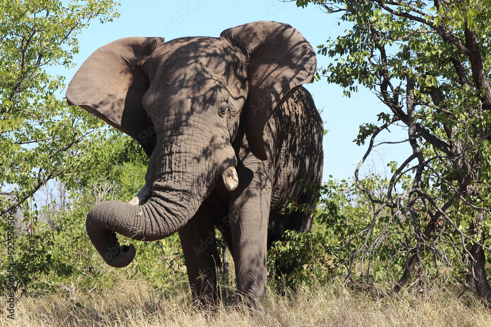 Fototapeta premium Afrikanischer Elefant / African elephant / Loxodonta africana