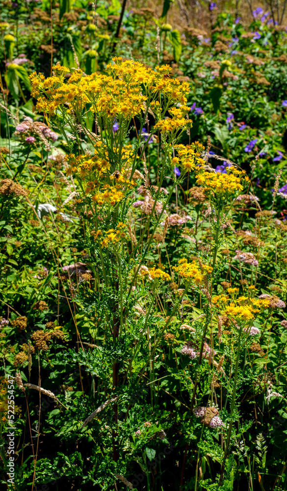 Close up of Ragwort (Jacobaea vulgaris)
Close up of Ragwort (Jacobaea vulgaris)