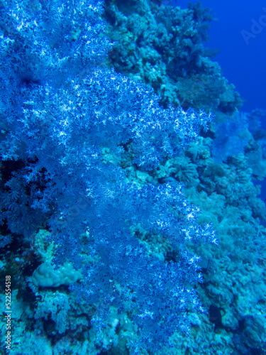 Diving in the Red Sea at Egypt