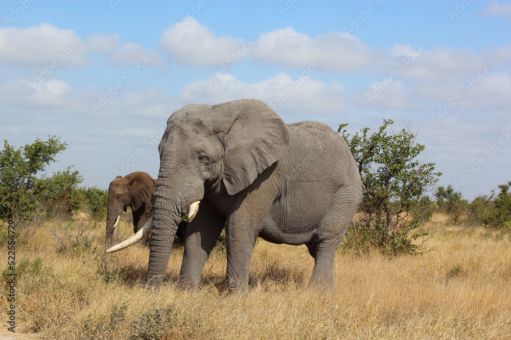 Afrikanischer Elefant / African elephant / Loxodonta africana