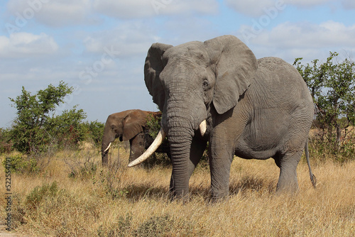 Afrikanischer Elefant / African elephant / Loxodonta africana