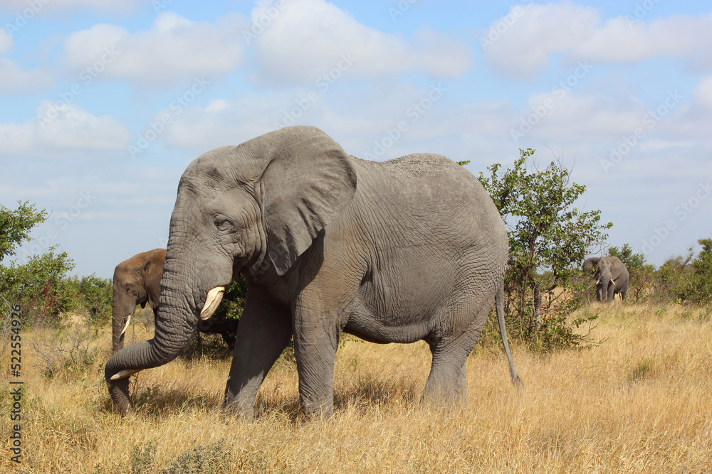 Afrikanischer Elefant / African elephant / Loxodonta africana