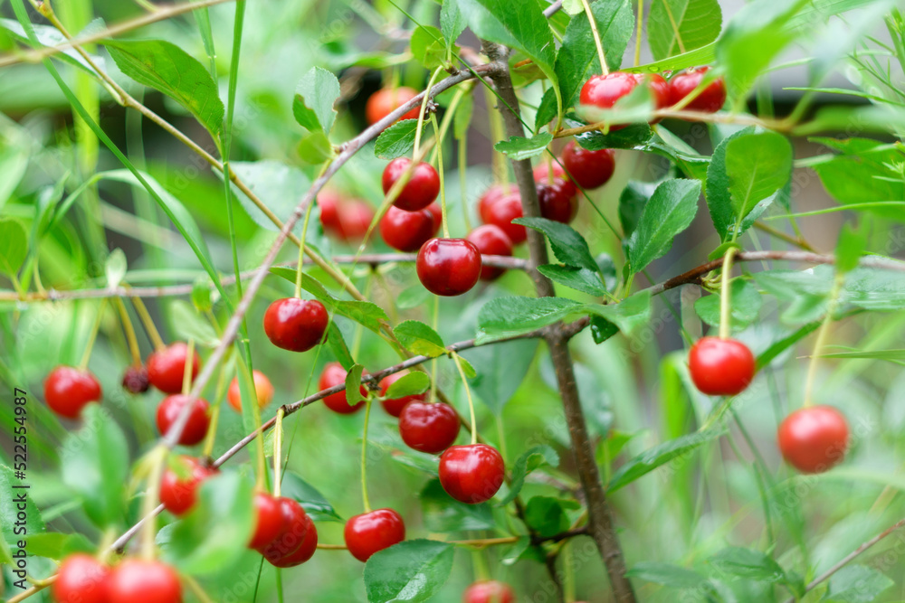 Branch of sour cherry tree with ripe red berries on a blurred background selective focus.