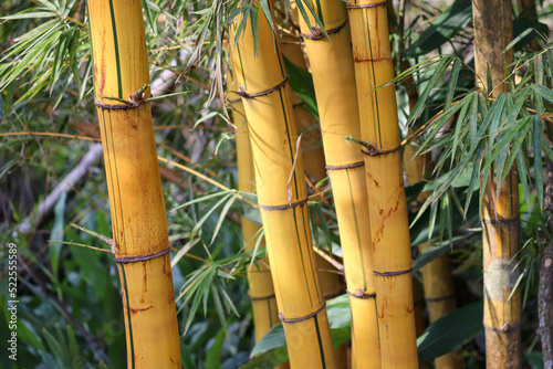 Photograph of a beautiful bamboo grove.	
