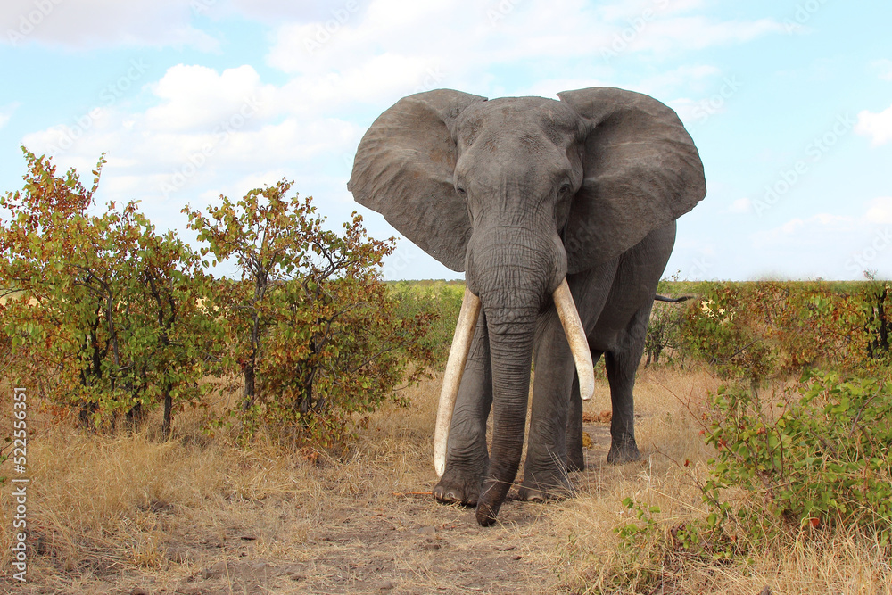 Obraz premium Afrikanischer Elefant / African elephant / Loxodonta africana