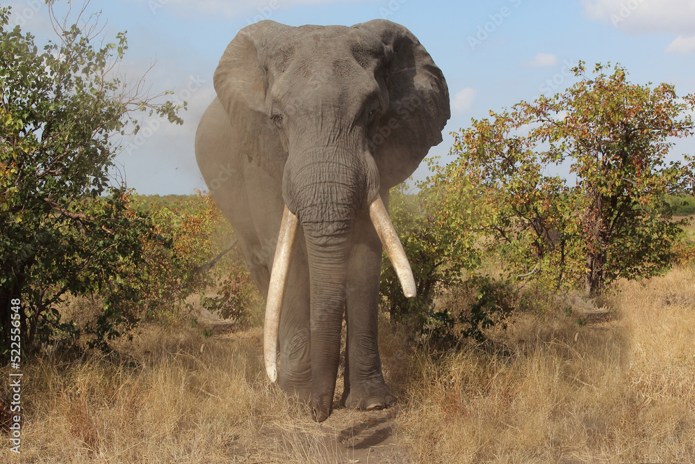 Obraz premium Afrikanischer Elefant / African elephant / Loxodonta africana