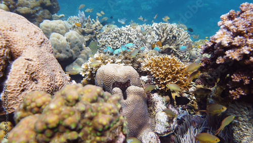 Sealife  Diving near a coral reef. Beautiful colorful tropical fish on the lively coral reefs underwater. Leyte  Philippines.