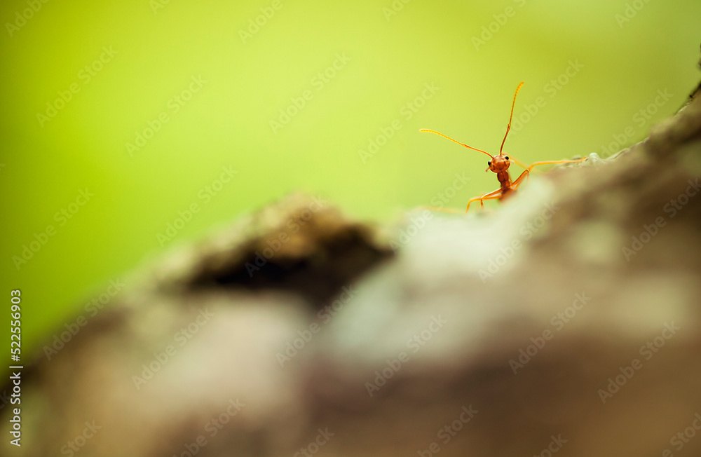 ant hiding ant hiding