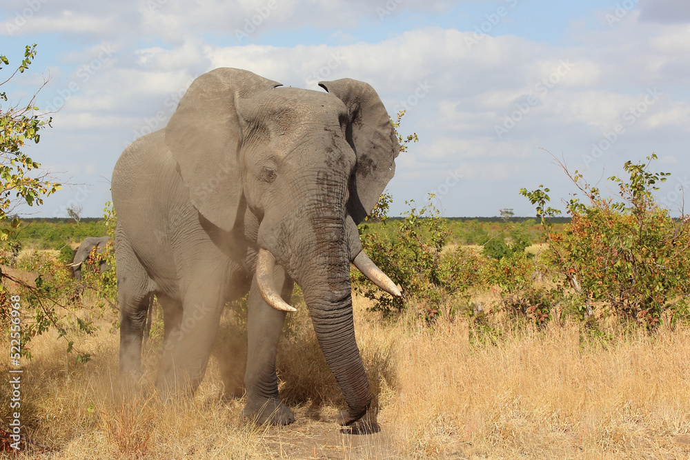 Fototapeta premium Afrikanischer Elefant / African elephant / Loxodonta africana