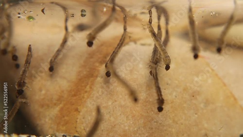 Mosquito larvae.
larva hangs upside down from surface of water, developed from eggs.
Breathe through siphon tube, fish food.
Life cycle of Mosquitoes larvae, gnats, .
larva, wigglers.
Insects, Bugs photo