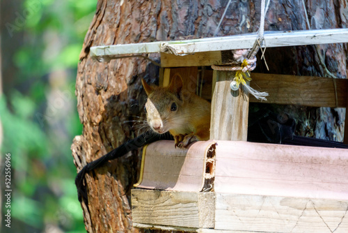 Portrait squirrel sciurus carolinensis sitting on a tree in his house. Selective focus