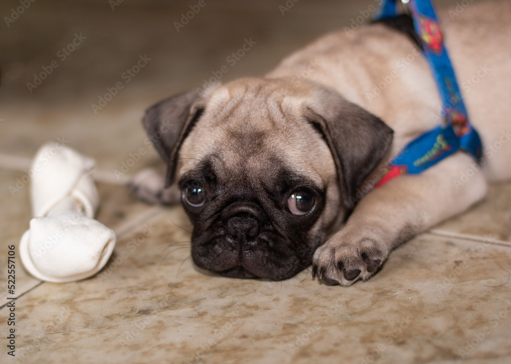 Obraz premium pug puppy playing with bone on the ground