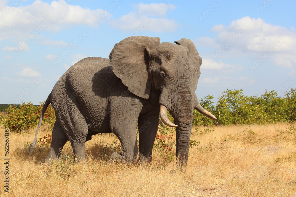 Afrikanischer Elefant / African elephant / Loxodonta africana