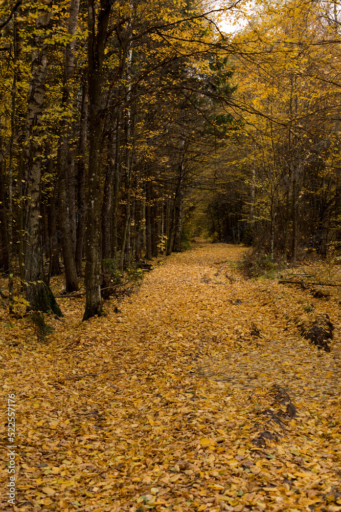 Obraz premium Autumn park and forest under clear clear sky