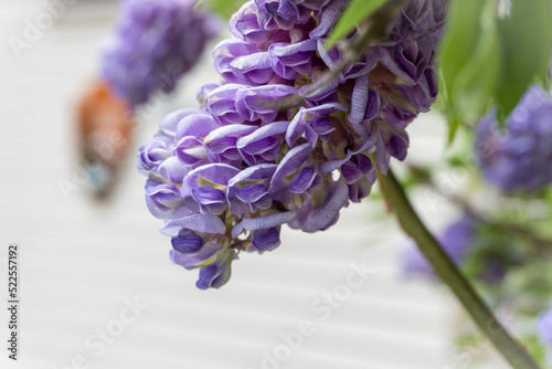 Wisteria frutescens, commonly known as American wisteria, is a woody, deciduous, perennial climbing vine, one of various wisterias family Fabaceae. Blue-purple, two-lipped flowers. Selective focus. photo