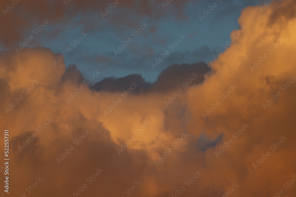 Fototapeta premium nature, flowers and the sky