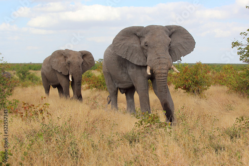 Afrikanischer Elefant / African elephant / Loxodonta africana