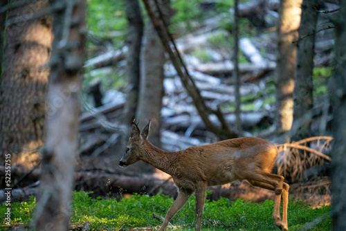 a young roebuck is standing in the forest at a summer morning