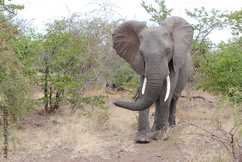 Afrikanischer Elefant   African elephant   Loxodonta africana