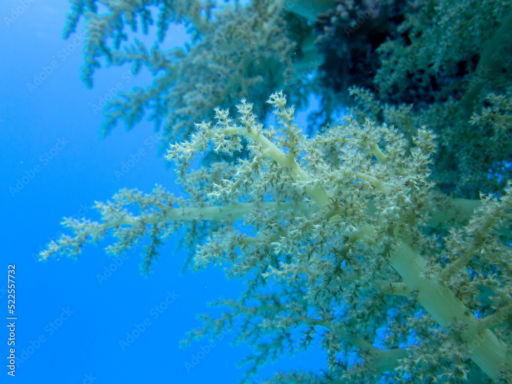 Naklejka premium Close up of a Coral