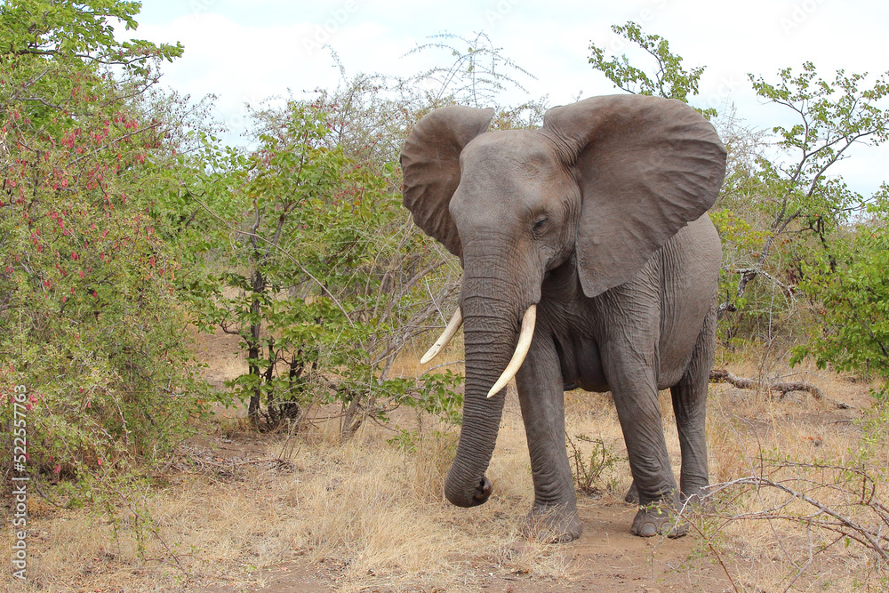 Obraz premium Afrikanischer Elefant / African elephant / Loxodonta africana