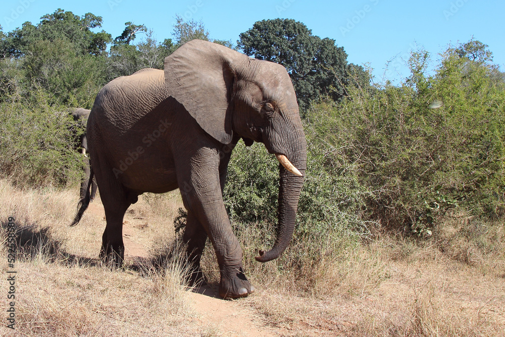 Afrikanischer Elefant / African elephant / Loxodonta africana Afrikanischer Elefant / African elephant / Loxodonta africana