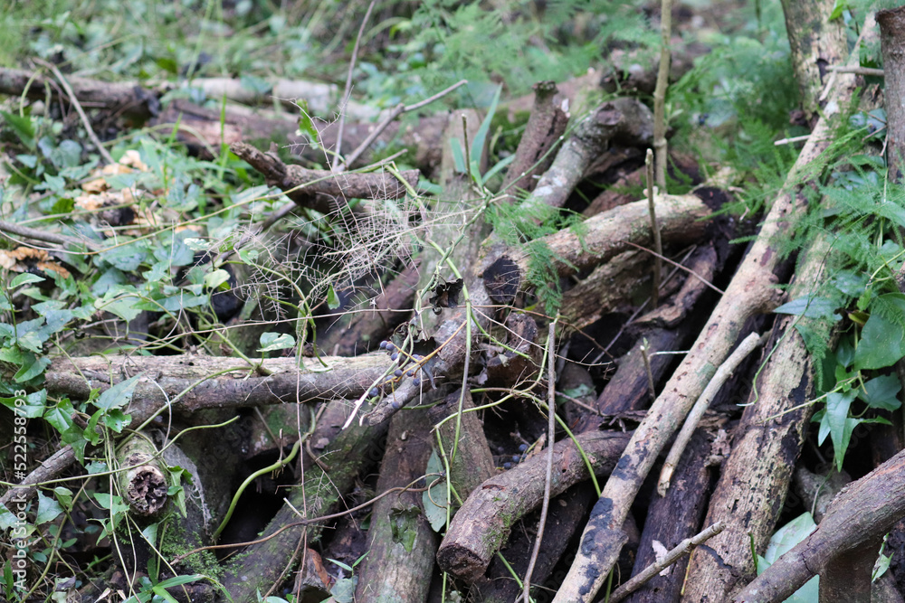 Photograph of several tree trunks piled up in the forest.