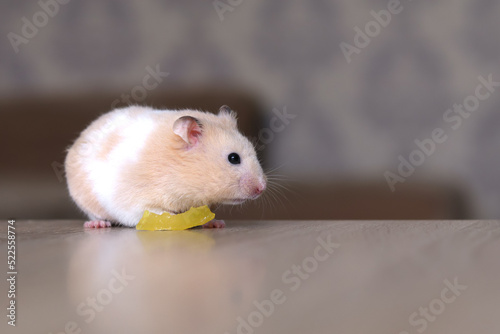 A dwarf fluffy hamster eating a yellow fruit on a wooden table. Homemade fluffy cute pet