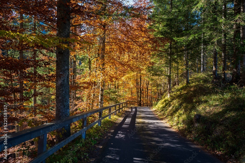 Obraz premium Autumm the bright colors in the forest