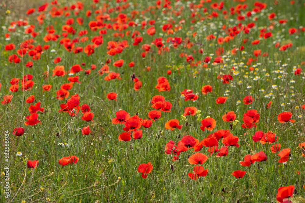 Summer red poppy field - stock photo