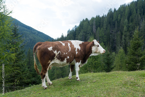 cow in the Alps of Austria