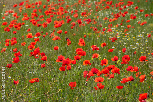 Summer red poppy field - stock photo