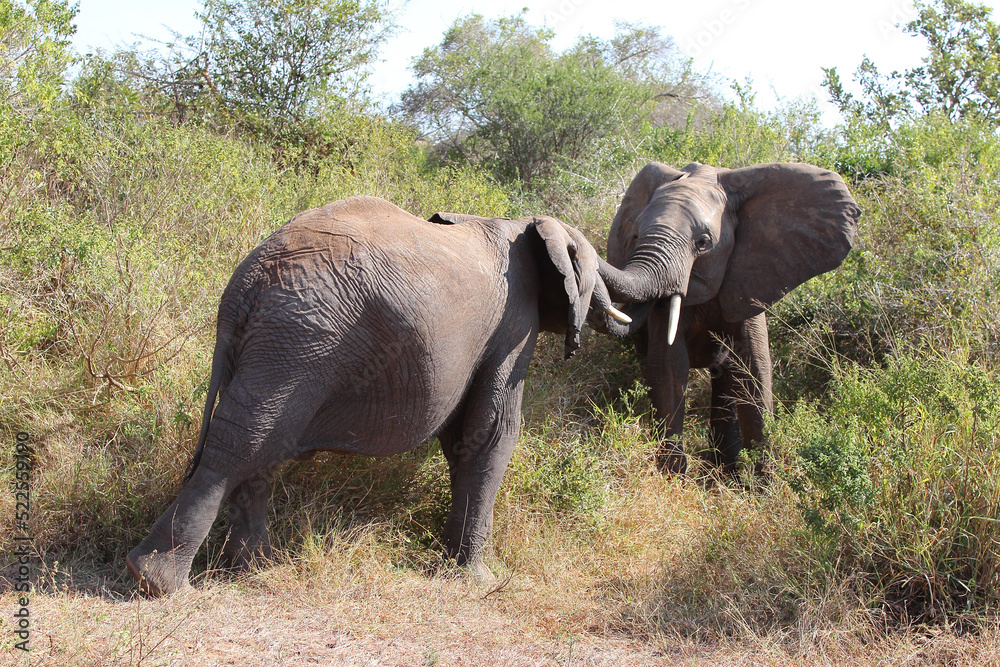 Fototapeta premium Afrikanischer Elefant / African elephant / Loxodonta africana.