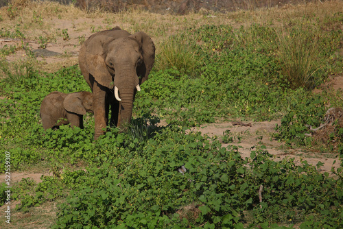 Afrikanischer Elefant   African elephant   Loxodonta africana