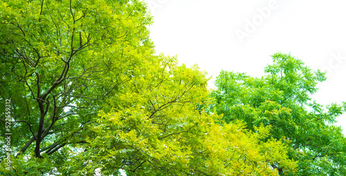 green tree in the forest