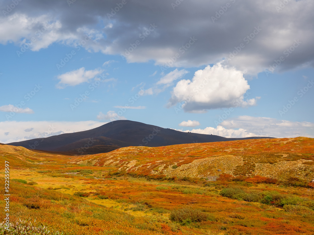 Colorful mountain landscape with a diagonally hillside in golden sunlight in autumn in pastel colors. Mountain plateau with a dwarf birch of the red color of the sunlit mountainside. Colorful mountain landscape with a diagonally hillside in golden sunlight in autumn in pastel colors. Mountain plateau with a dwarf birch of the red color of the sunlit mountainside.