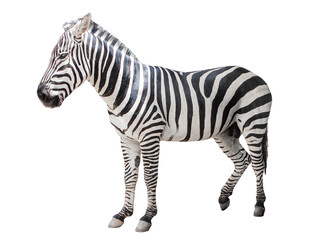 Young beautiful close up zebra Africa animal isolate die cut stand on transparent background in zoo