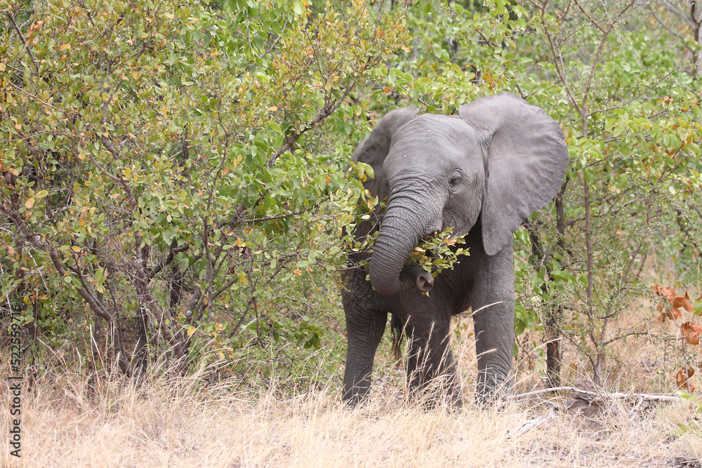 Afrikanischer Elefant / African elephant / Loxodonta africana