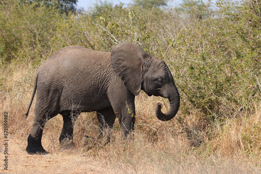 Afrikanischer Elefant / African elephant / Loxodonta africana