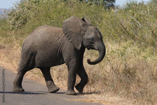 Afrikanischer Elefant   African elephant   Loxodonta africana