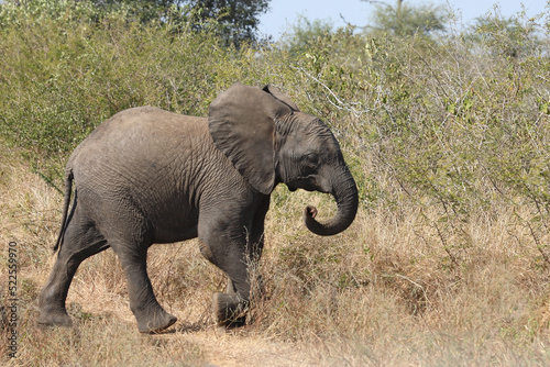 Afrikanischer Elefant   African elephant   Loxodonta africana