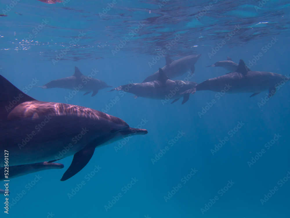 Fototapeta premium Dolphins at Egypt