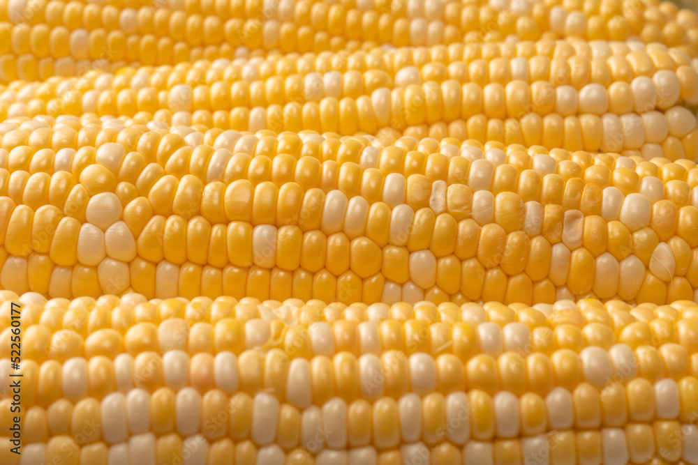 Yellow corn isolated on white background. Copyspace. Yellow corn isolated on white background. Copyspace.