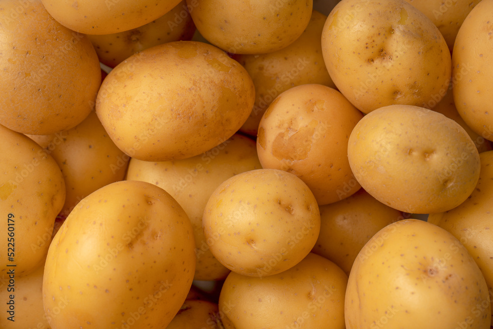 A group of fresh tasty potato as background. A group of fresh tasty potato as background.