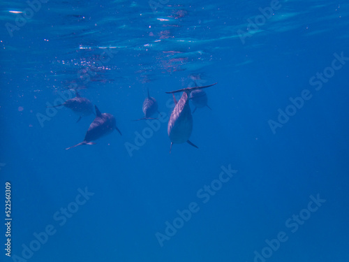 Dolphins at Egypt