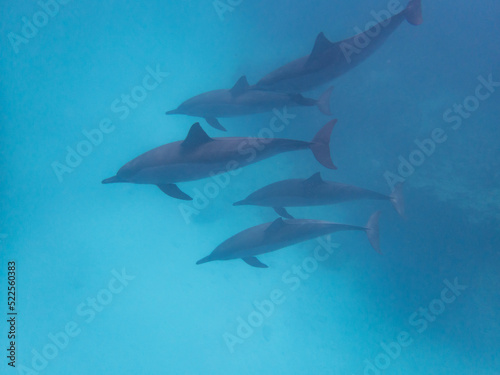 Dolphins at Egypt