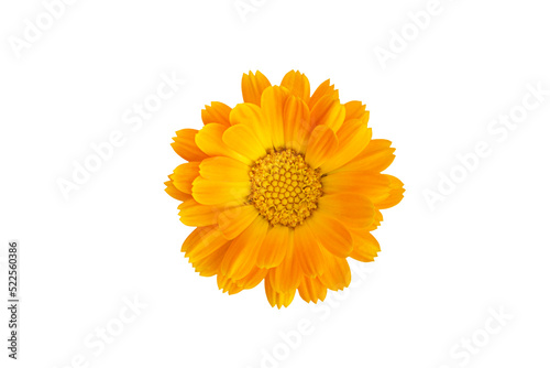 Common marigold flowerhead  isolated on transparent background