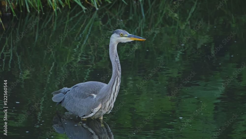 Long Legged Wading Grey Heron Hunting for Fish Lurking and Walking Slowly in Water Pond
Long Legged Wading Grey Heron Hunting for Fish Lurking and Walking Slowly in Water Pond