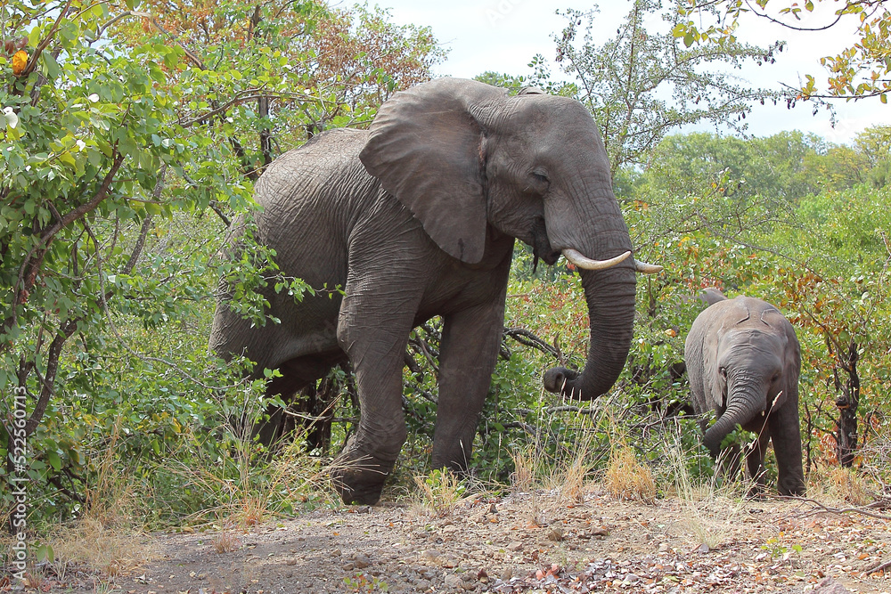 Obraz premium Afrikanischer Elefant / African elephant / Loxodonta africana